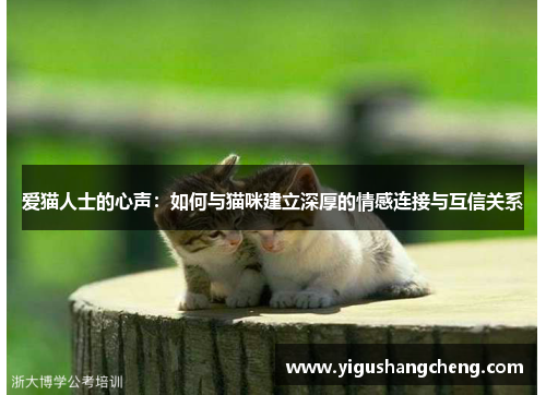爱猫人士的心声：如何与猫咪建立深厚的情感连接与互信关系